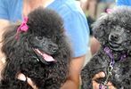 Pets-DC's 13th Annual Pride of Pets Dog Show #34