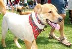 Pets-DC's 13th Annual Pride of Pets Dog Show #38