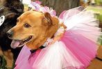 14th annual Pride of Pets pageant #38