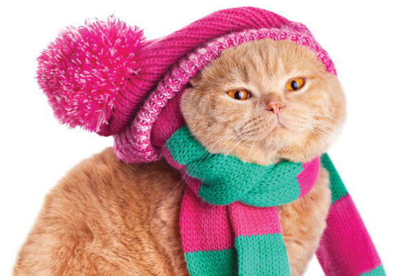 onhandig Cusco span Warm Pets: 10 Tips for Optimal Winter Pet Care - Metro Weekly
