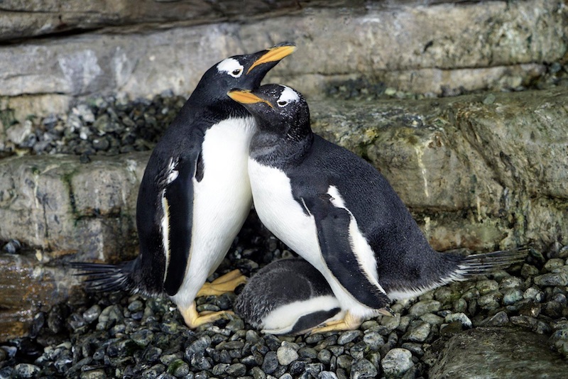 Lesbian Penguins Celebrate Birth Of New Chick After