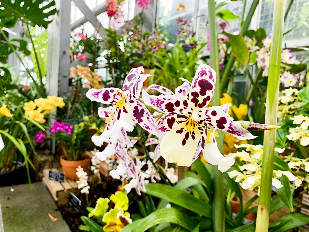 The Orchids Have Overrun The U.s. Botanic Garden